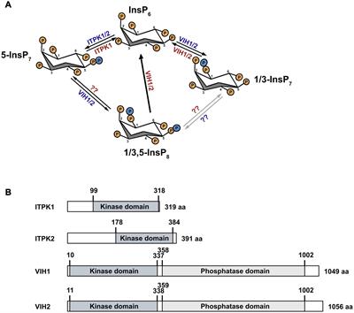 Regulation of plant biotic interactions and abiotic stress responses by inositol polyphosphates